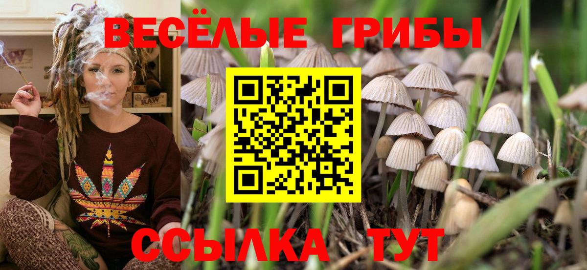Псилоцибиновые грибы мицелий Осинники